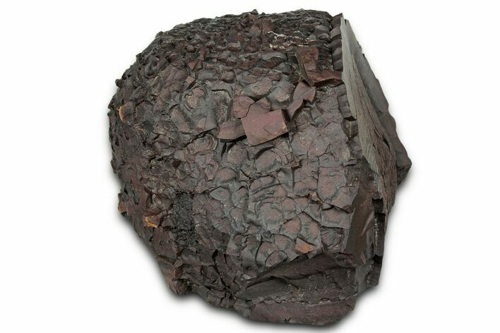Dragon Scale Stone (Iron, Manganese, Siderite Nodule) #330314